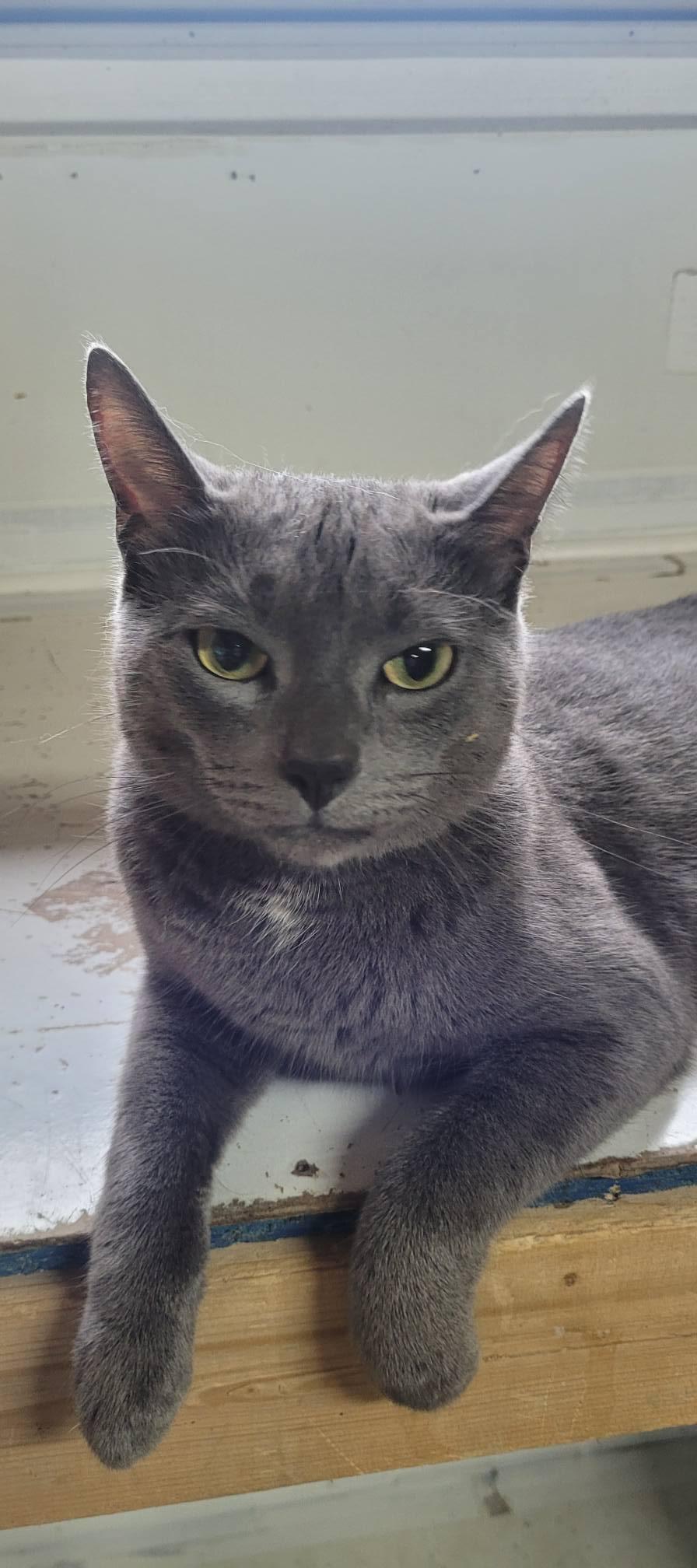 Desi, Adopted, Adult Female Domestic Short Hair.