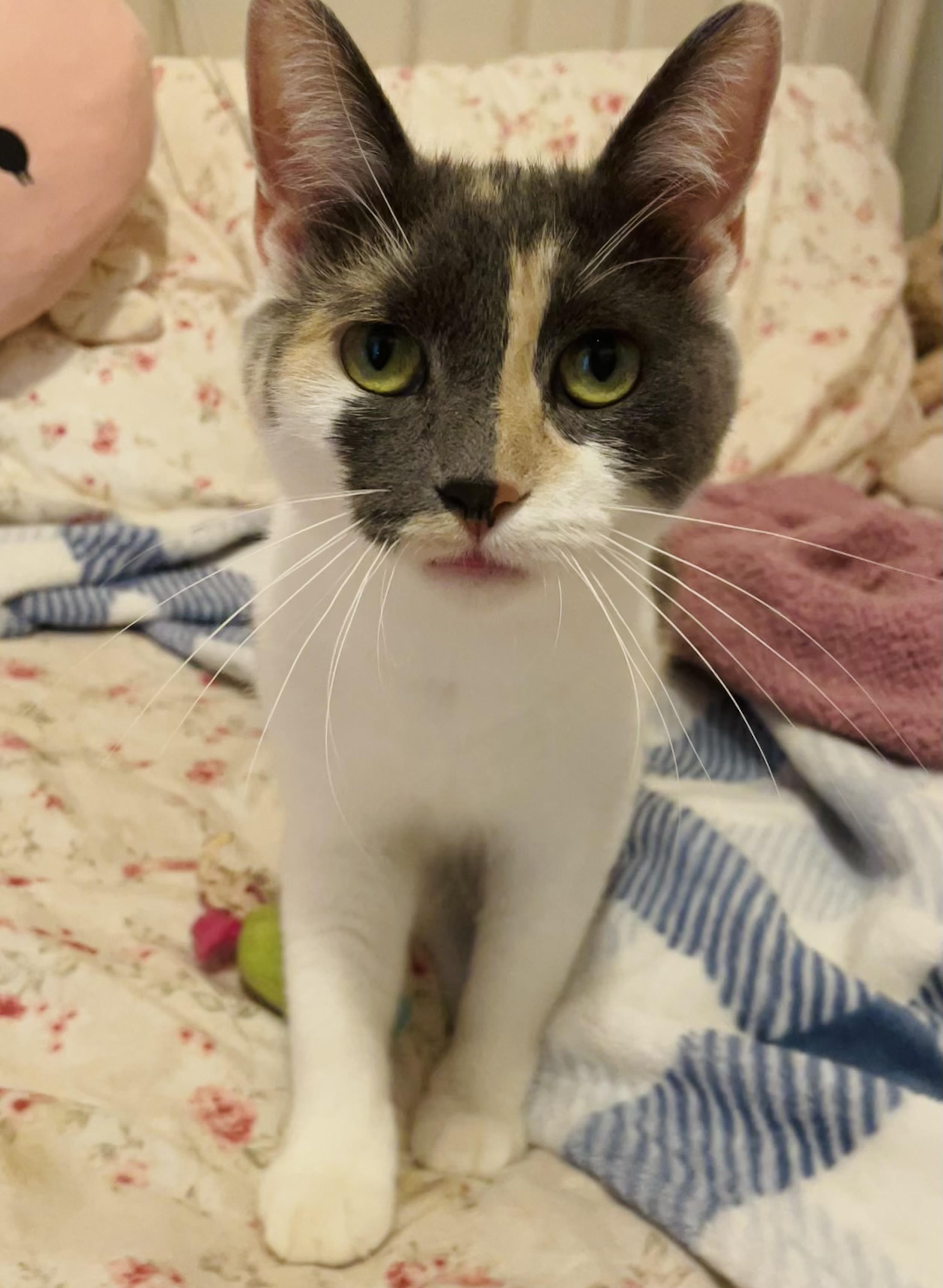 Sugar- Dilute Calico- 1year, adoptable, Young Female Dilute Calico.