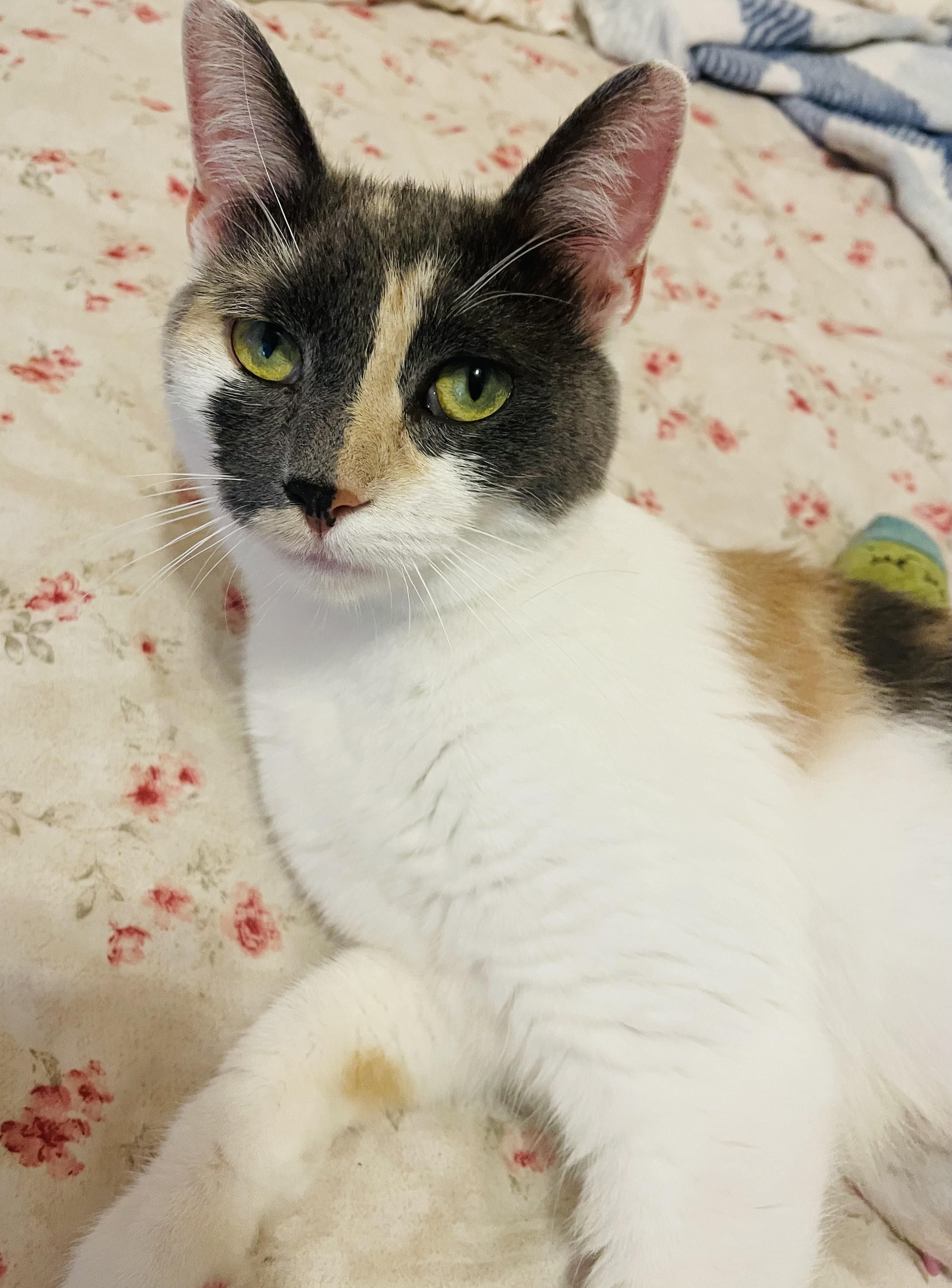 Enlarge Sugar- Dilute Calico- 1year, an adoptable Dilute Calico in Grand Rapids, MI image 2/6