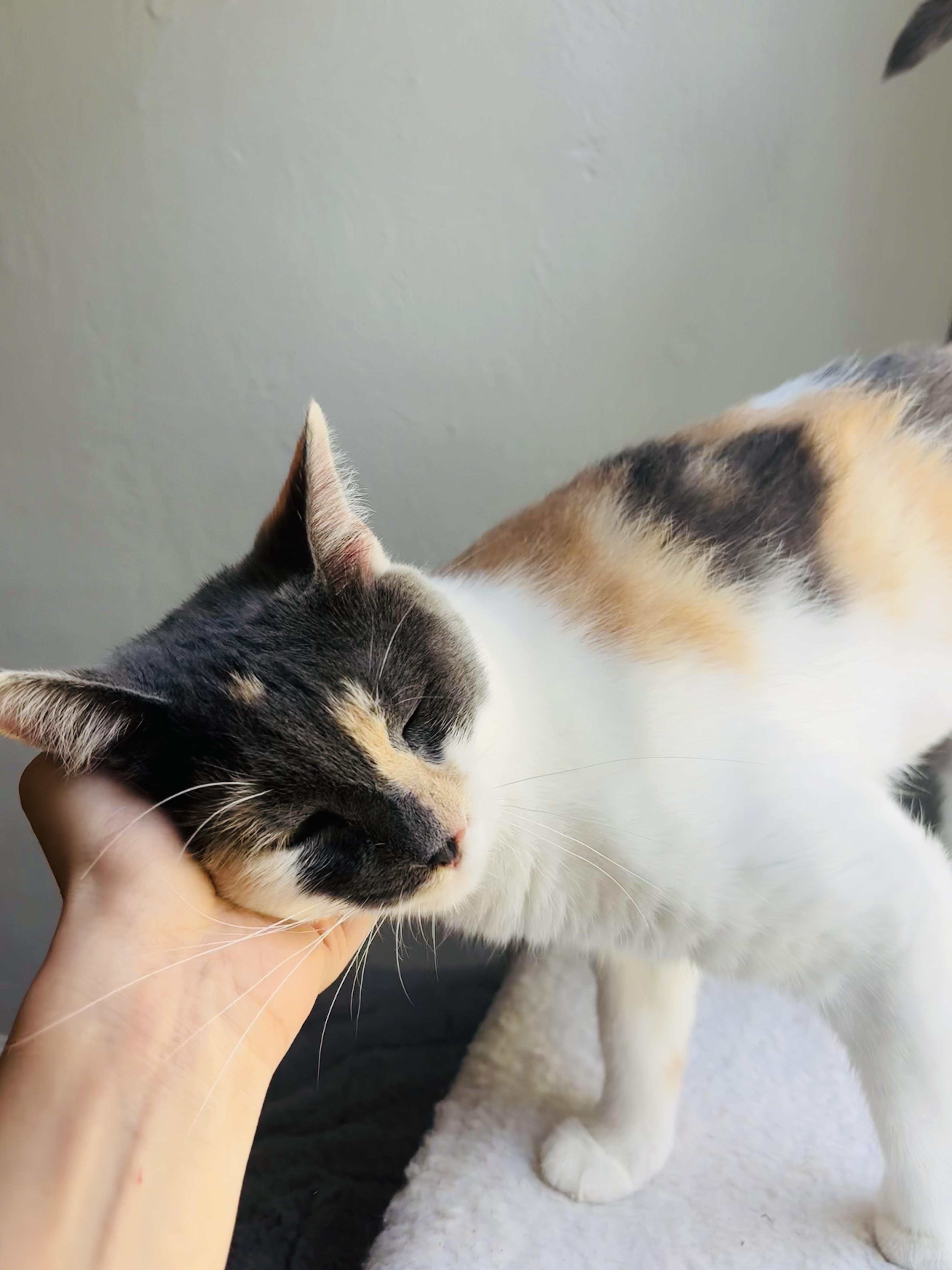 Enlarge Sugar- Dilute Calico- 1year, an adoptable Dilute Calico in Grand Rapids, MI image 3/6