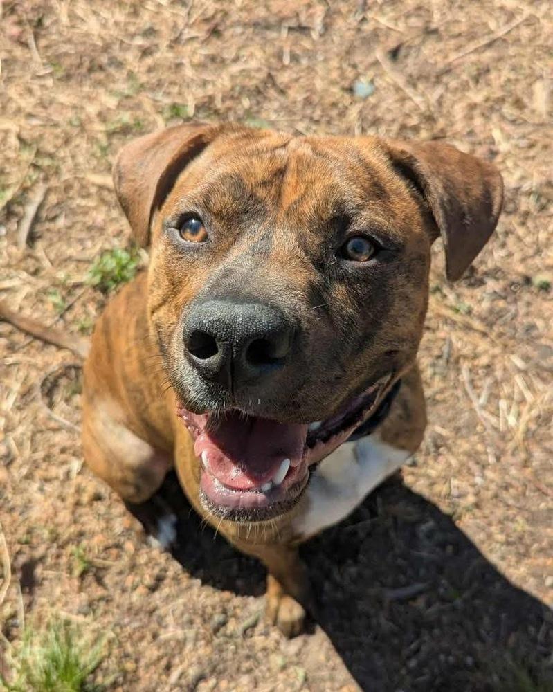 JT (2026), Adoptable, Young Male American Staffordshire Terrier & Pit Bull Terrier.