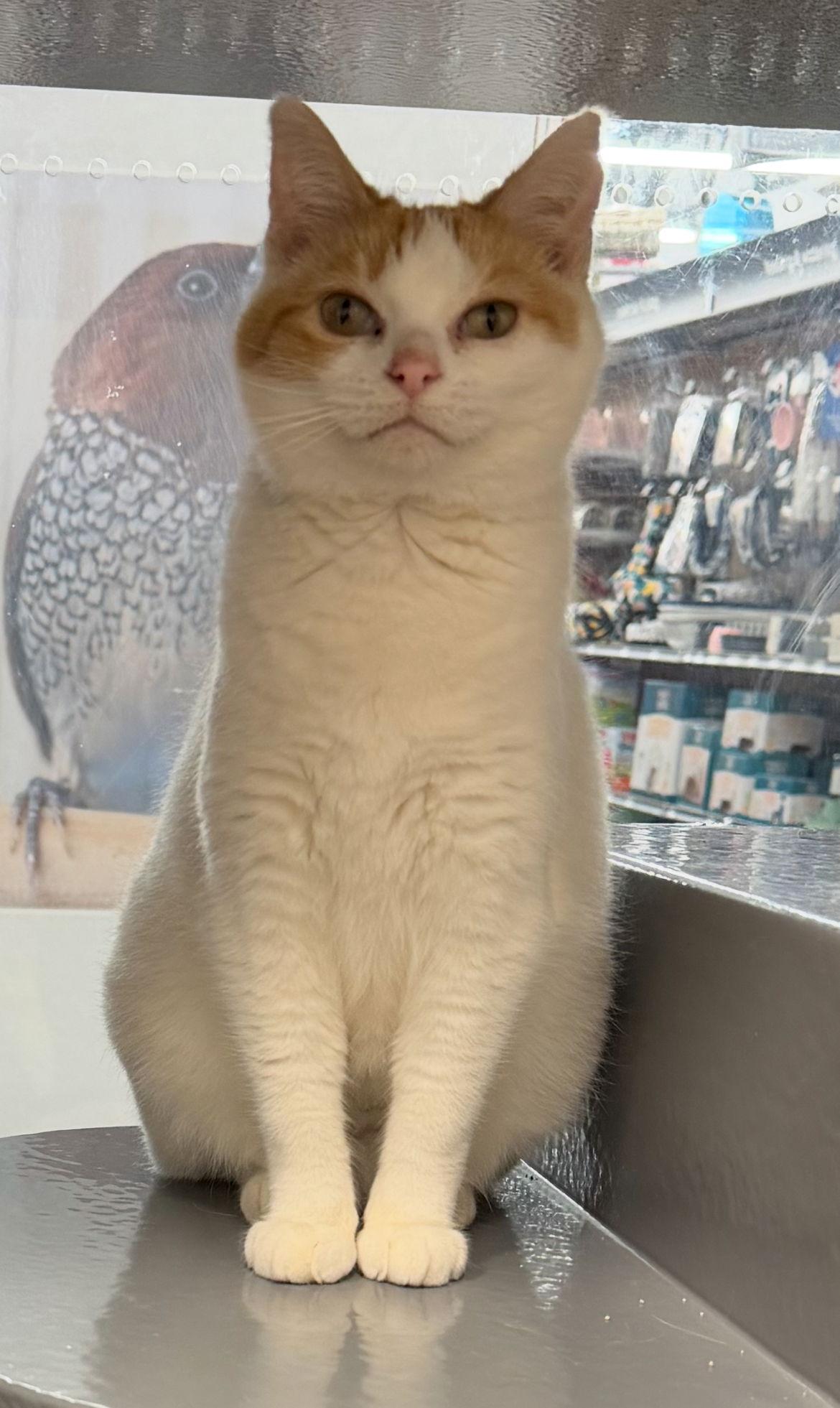 Peach, a Adoptable Domestic Short Hair image 1/2