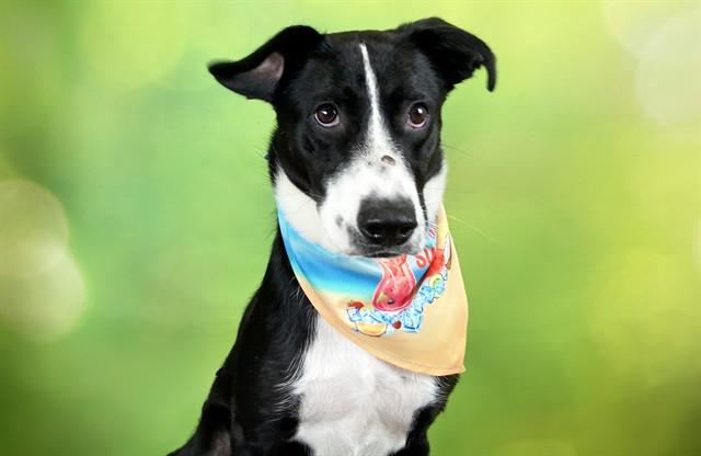 FRANK, Adoptable, Young Male Pointer & Mixed Breed.