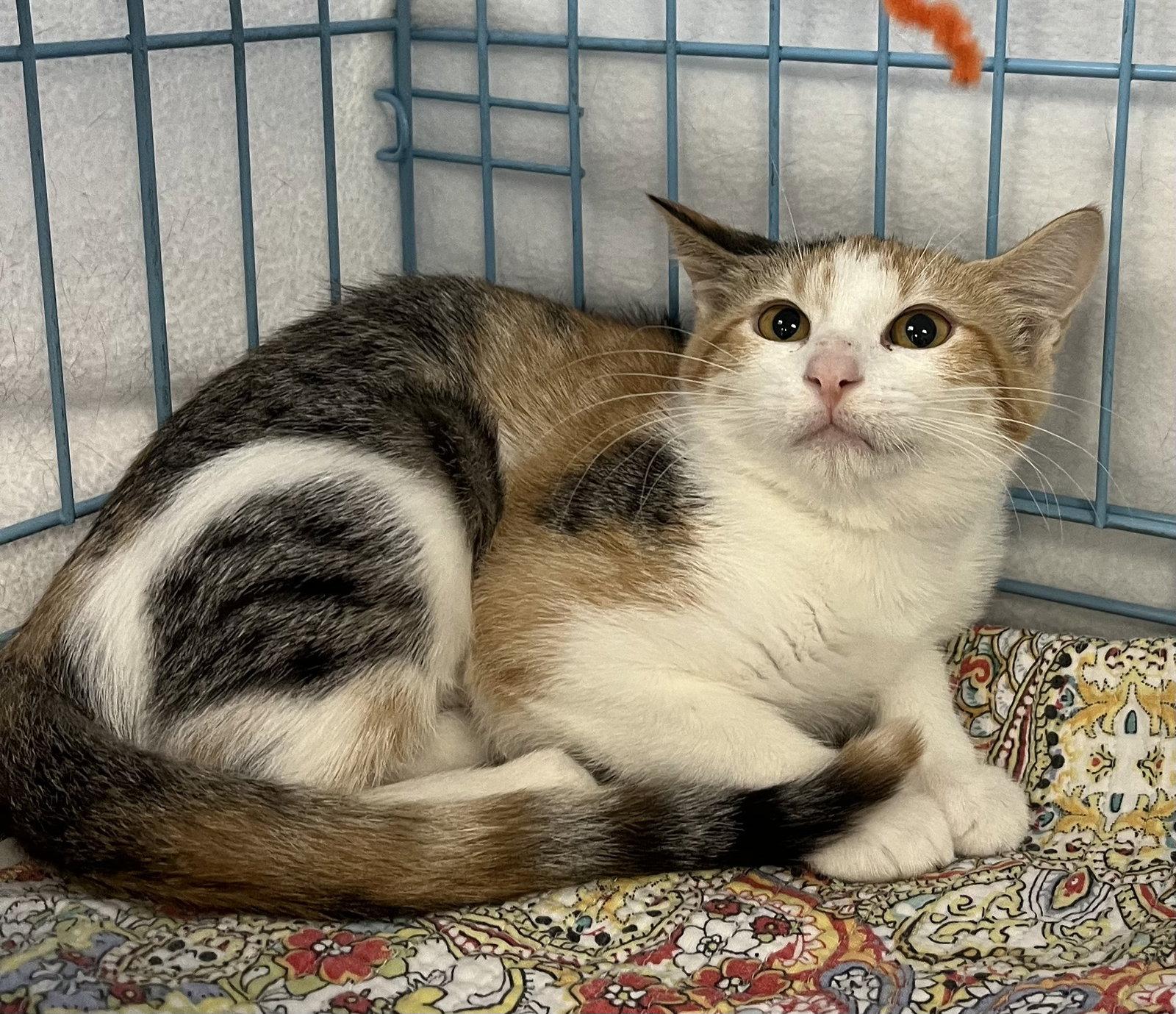 Birdie, Adopted, Kitten Female Domestic Short Hair.