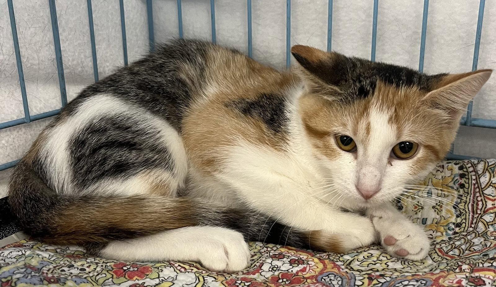Birdie, a Adopted Domestic Short Hair in Shawnee, KS image 2/3