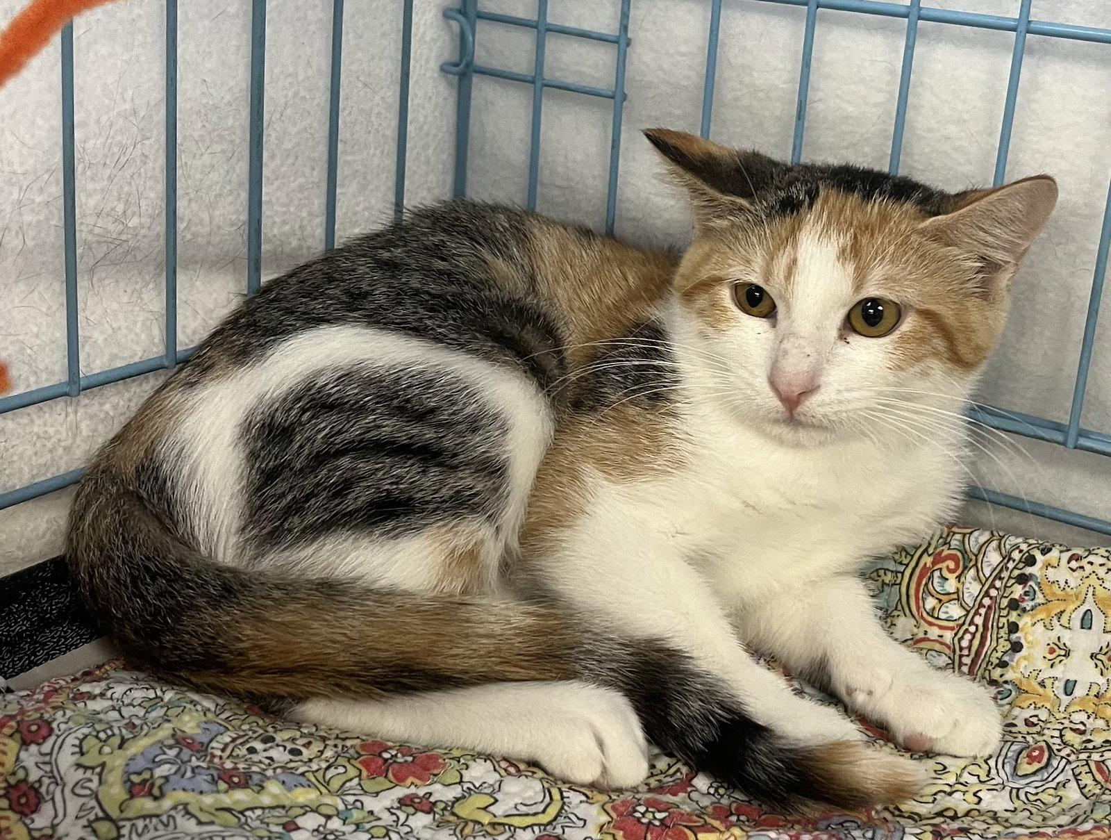 Birdie, a Adopted Domestic Short Hair in Shawnee, KS image 3/3