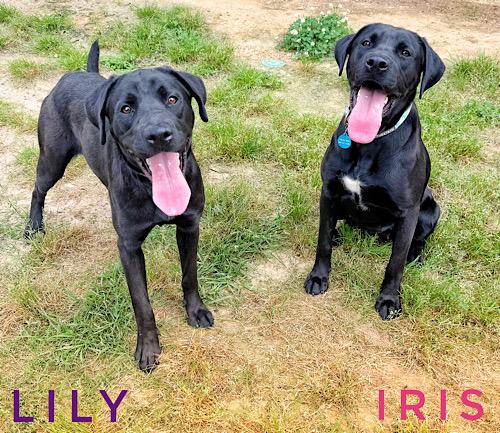 Enlarge Lily #29, an adopted Black Labrador Retriever in Killingworth, CT image 3/6