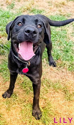 Enlarge Lily #29, an adopted Black Labrador Retriever in Killingworth, CT image 5/6