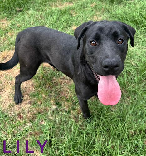 Enlarge Lily #29, an adopted Black Labrador Retriever in Killingworth, CT image 4/6
