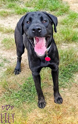 Enlarge Lily #29, an adopted Black Labrador Retriever in Killingworth, CT image 2/6