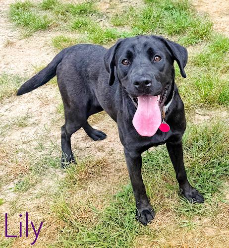 Enlarge Lily #29, an adopted Black Labrador Retriever in Killingworth, CT image 1/6
