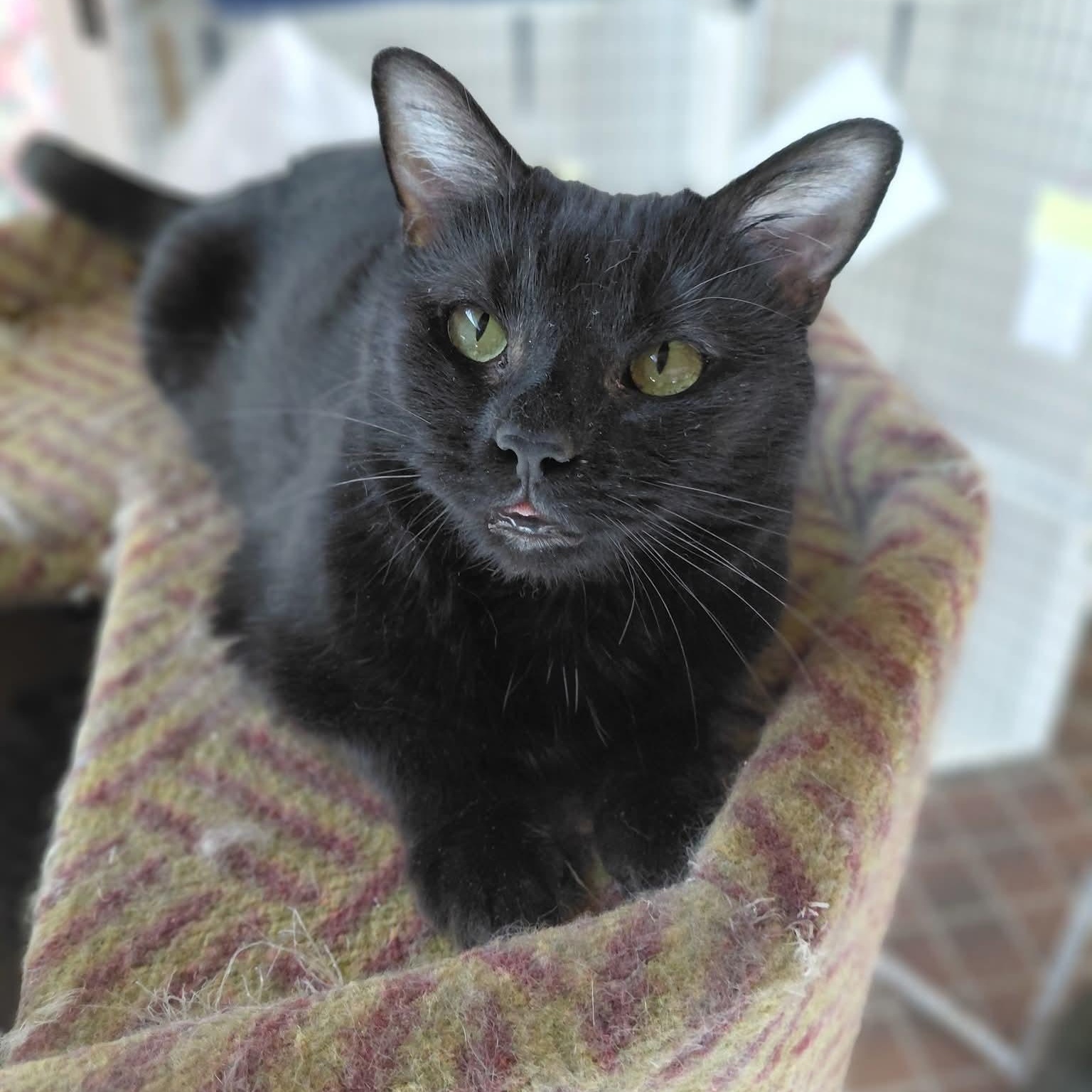 Raisin, ADOPTABLE, Adult Female Domestic Short Hair.