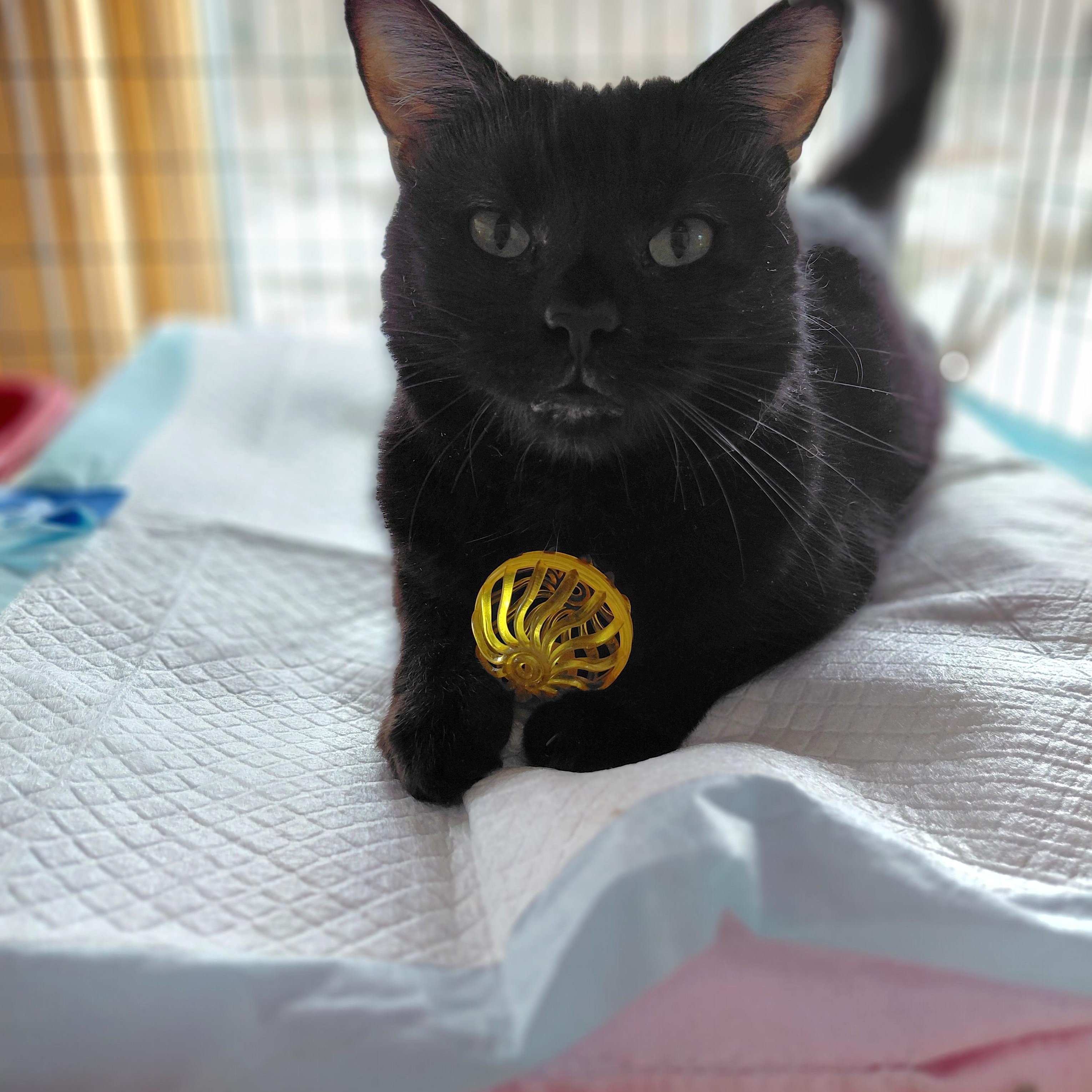 Enlarge Raisin, a ADOPTABLE Domestic Short Hair in Littleton, NH image 2/6