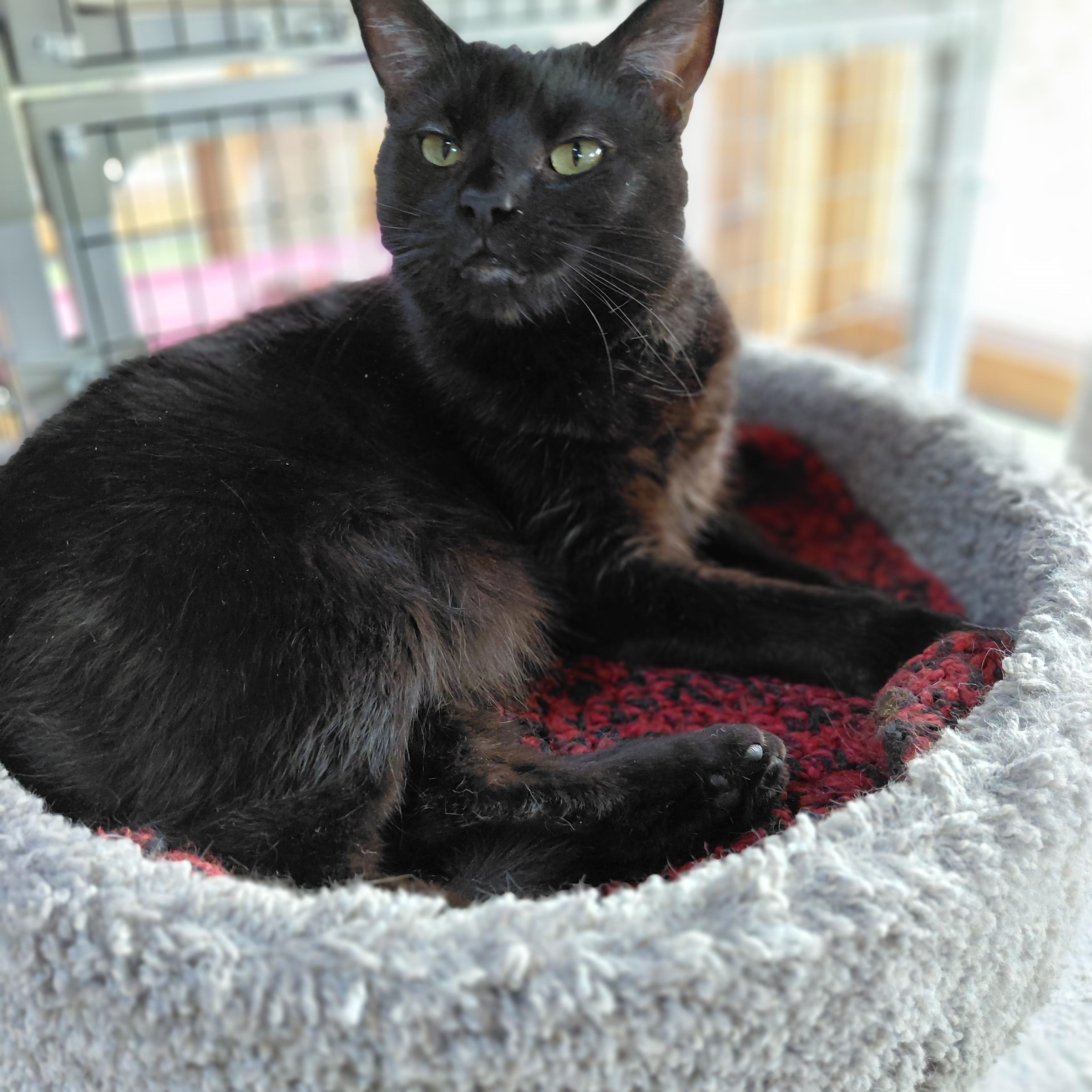 Enlarge Raisin, a ADOPTABLE Domestic Short Hair in Littleton, NH image 6/6