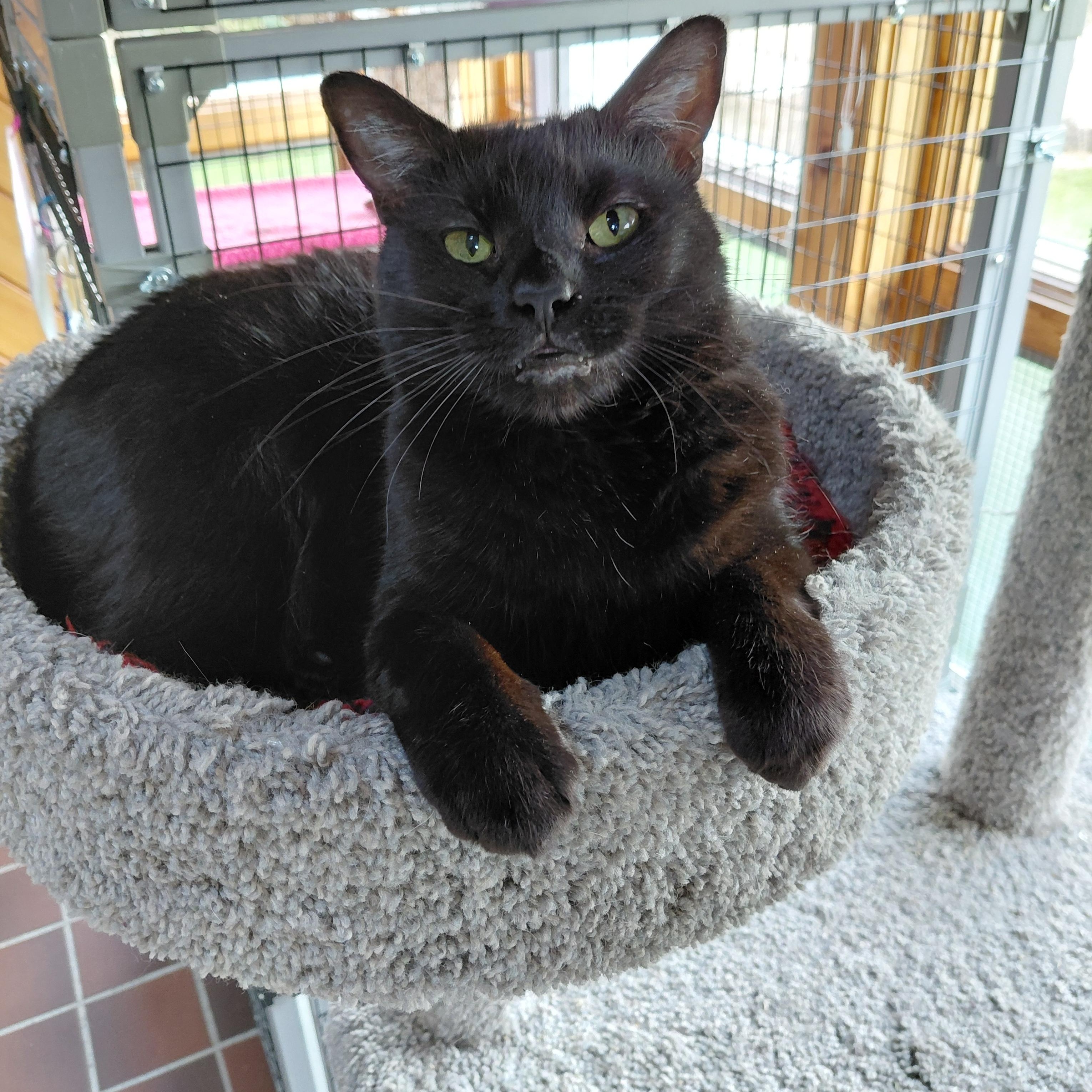 Enlarge Raisin, a ADOPTABLE Domestic Short Hair in Littleton, NH image 3/6