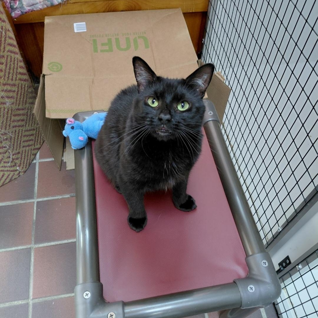 Raisin, a ADOPTABLE Domestic Short Hair in Littleton, NH image 6/6