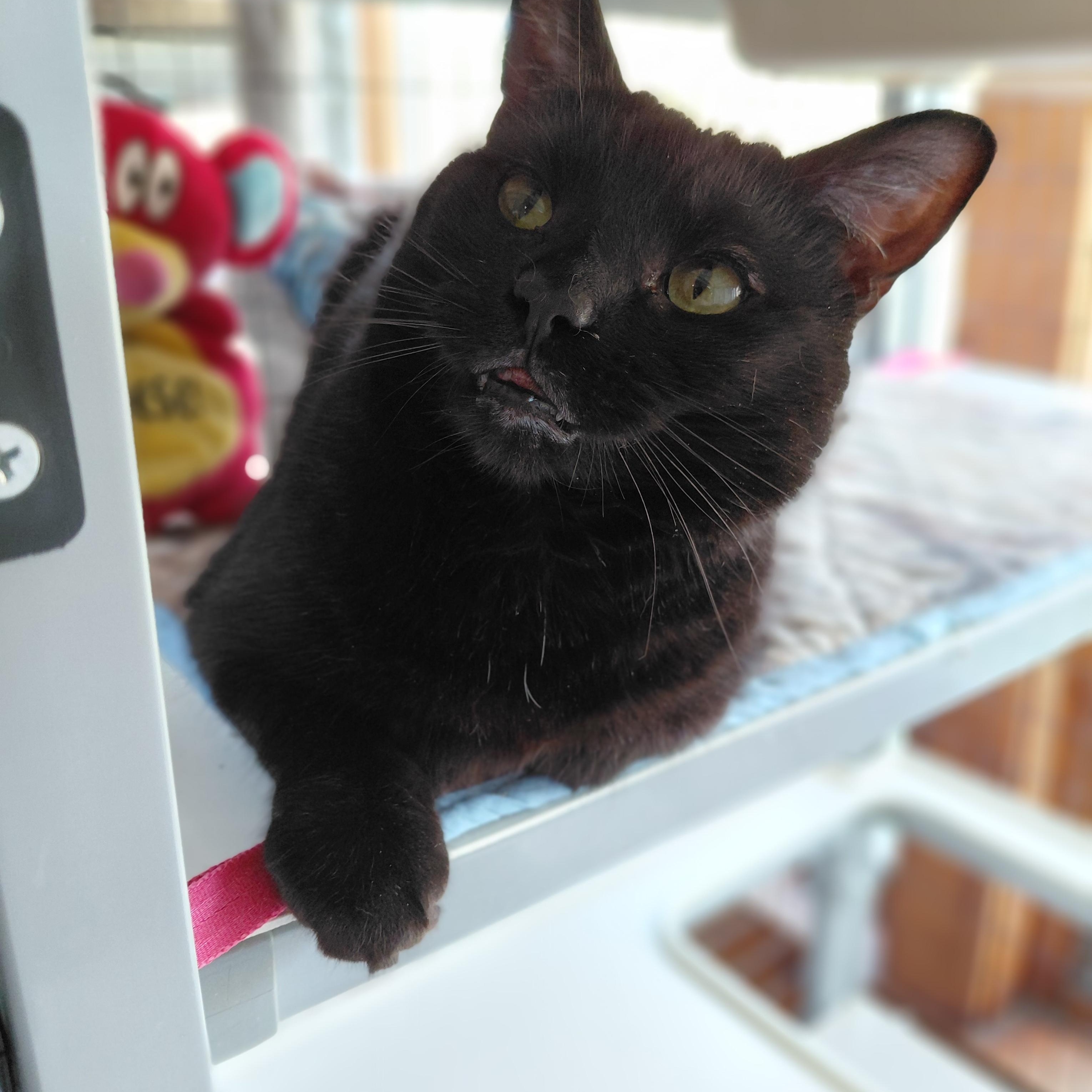Enlarge Raisin, a ADOPTABLE Domestic Short Hair in Littleton, NH image 4/6