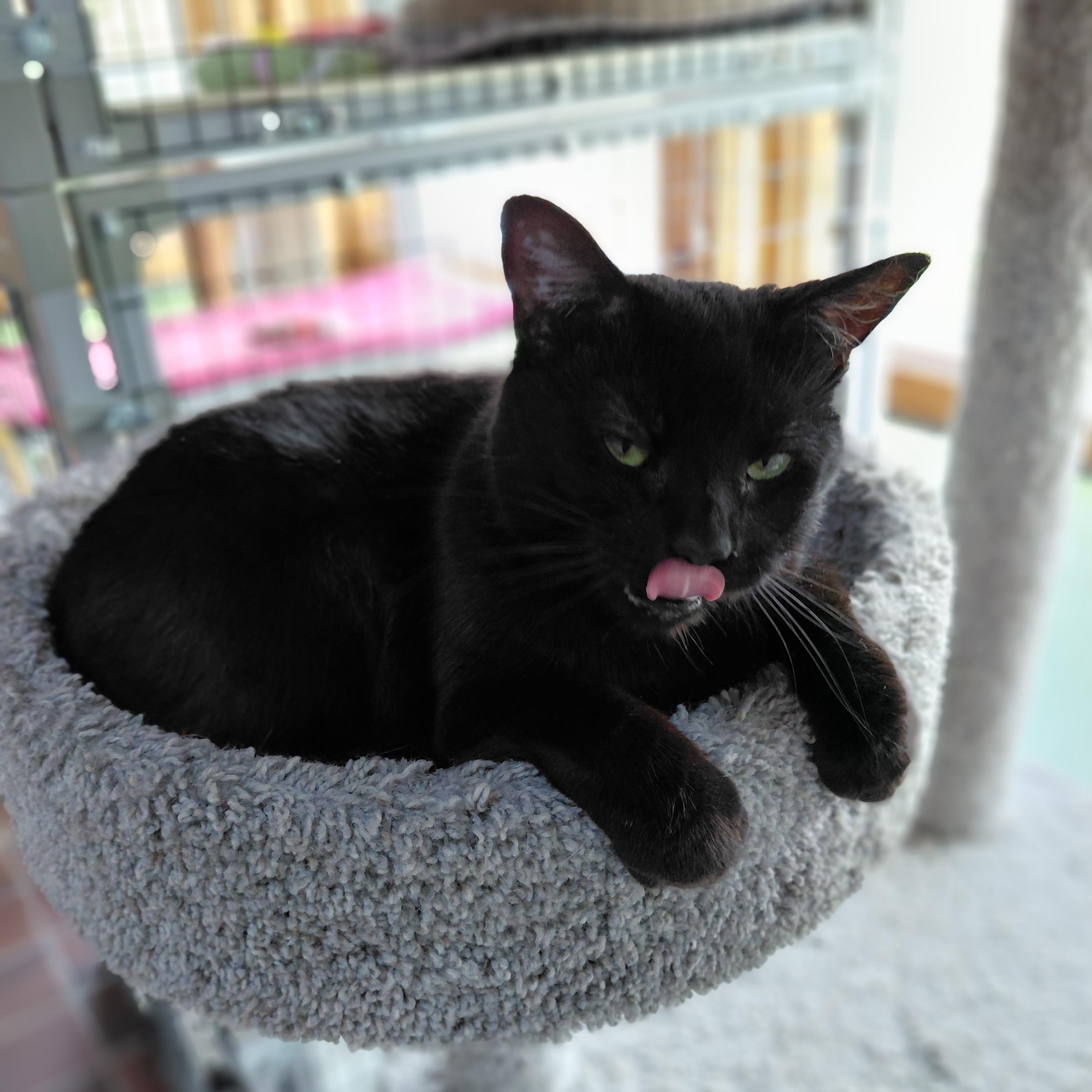 Enlarge Raisin, a ADOPTABLE Domestic Short Hair in Littleton, NH image 5/6
