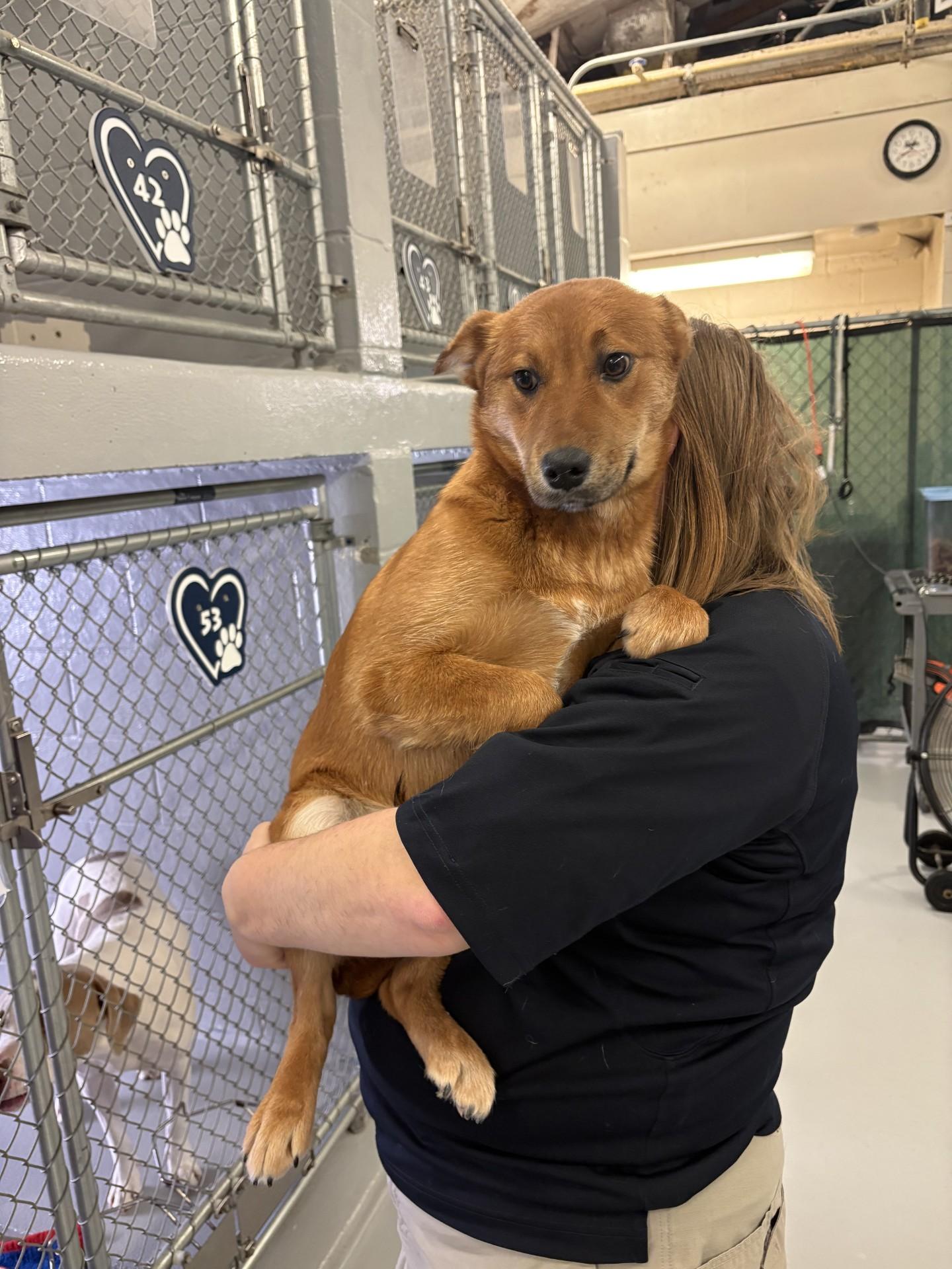 Willow, a ADOPTABLE Australian Cattle Dog / Blue Heeler in Ashland, VA image 3/3