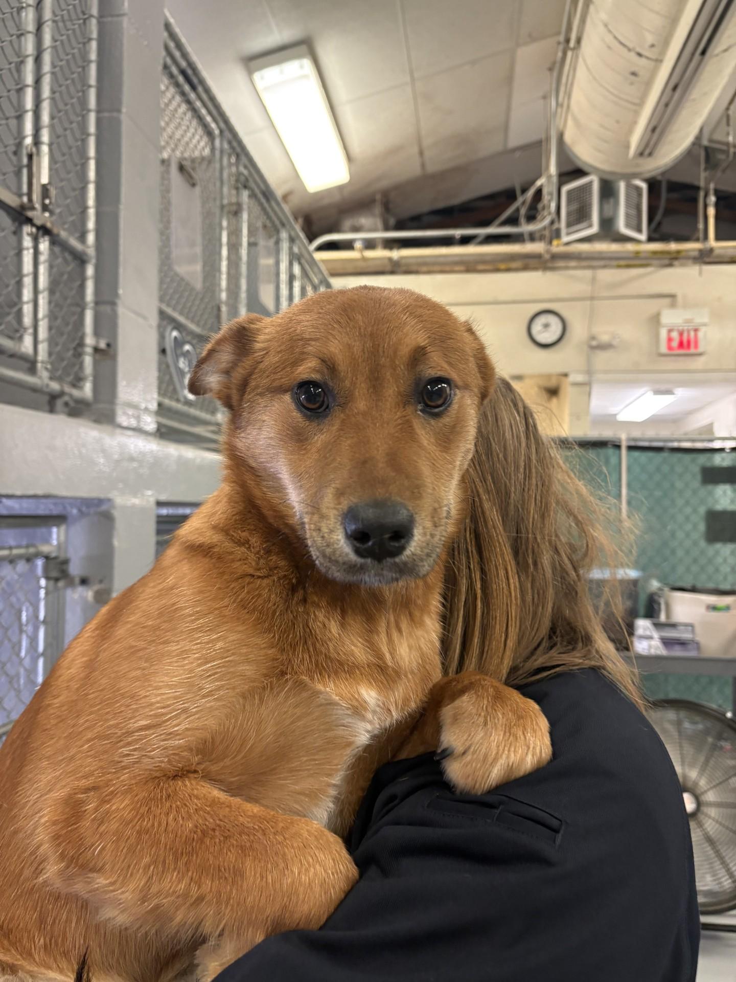 Willow, ADOPTABLE, Puppy Female Australian Cattle Dog / Blue Heeler.