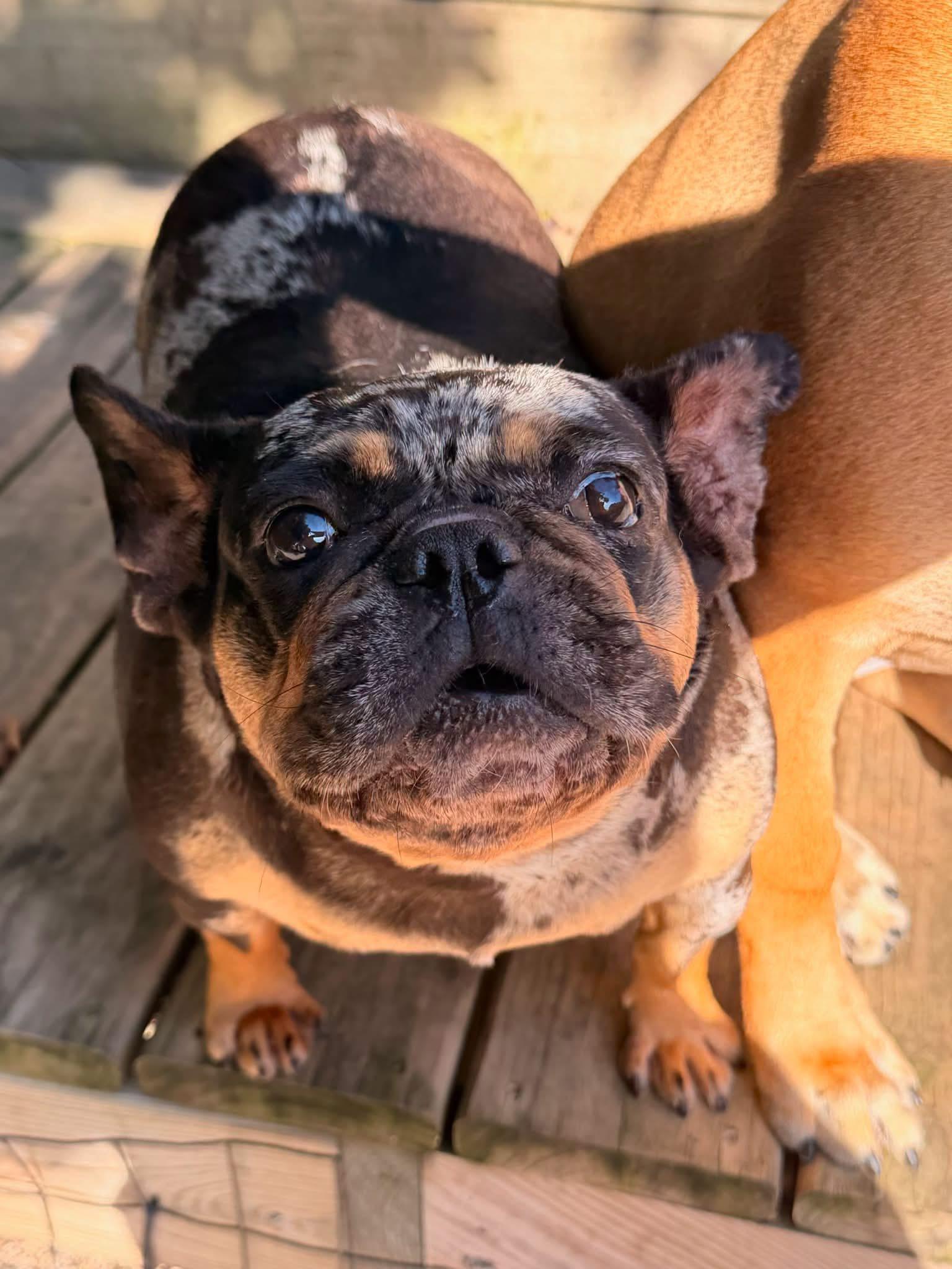 Enlarge Maggie, a Adoptable French Bulldog in North Freedom, WI image 2/3