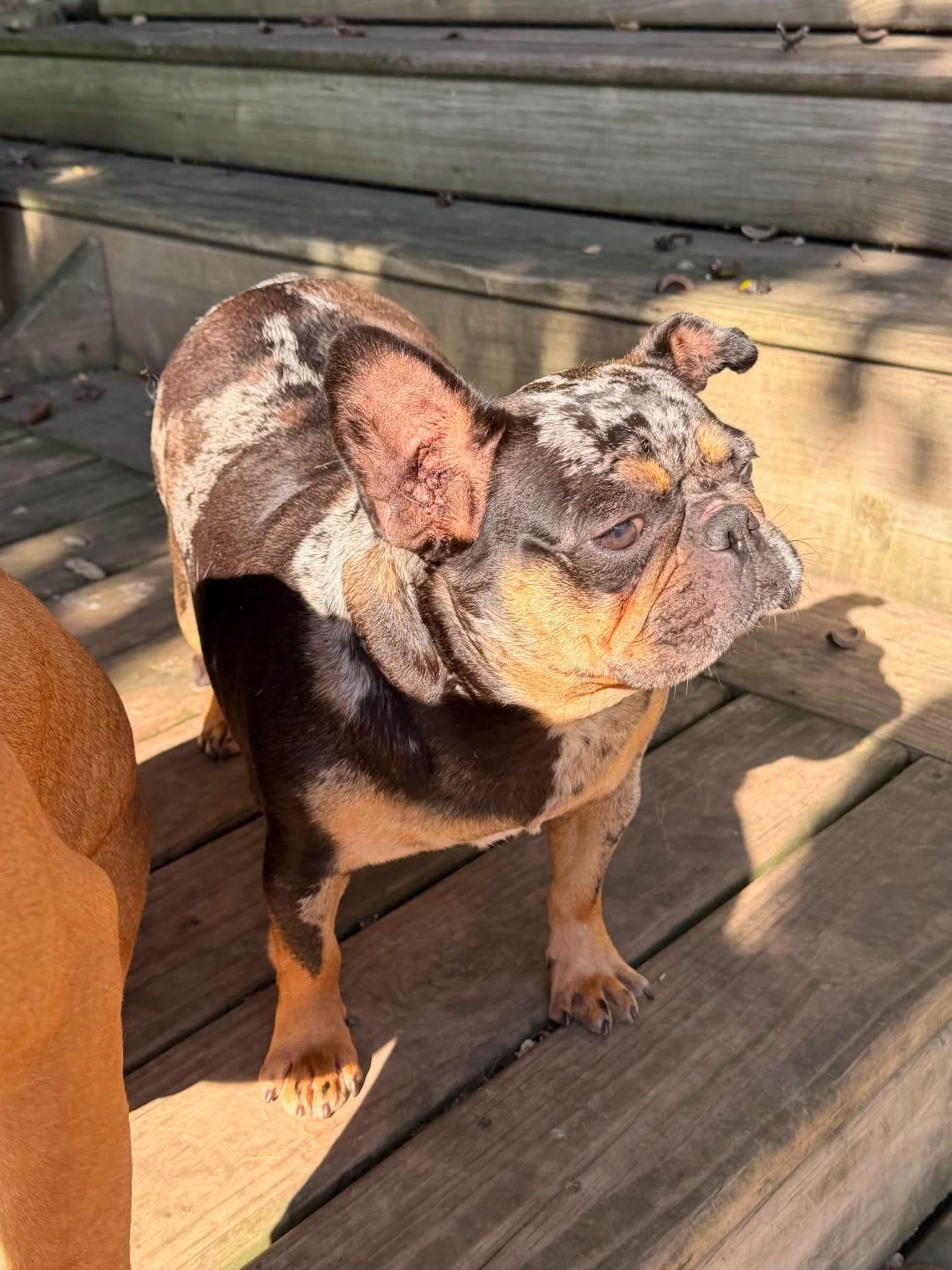 Maggie, Adoptable, Young Female French Bulldog.