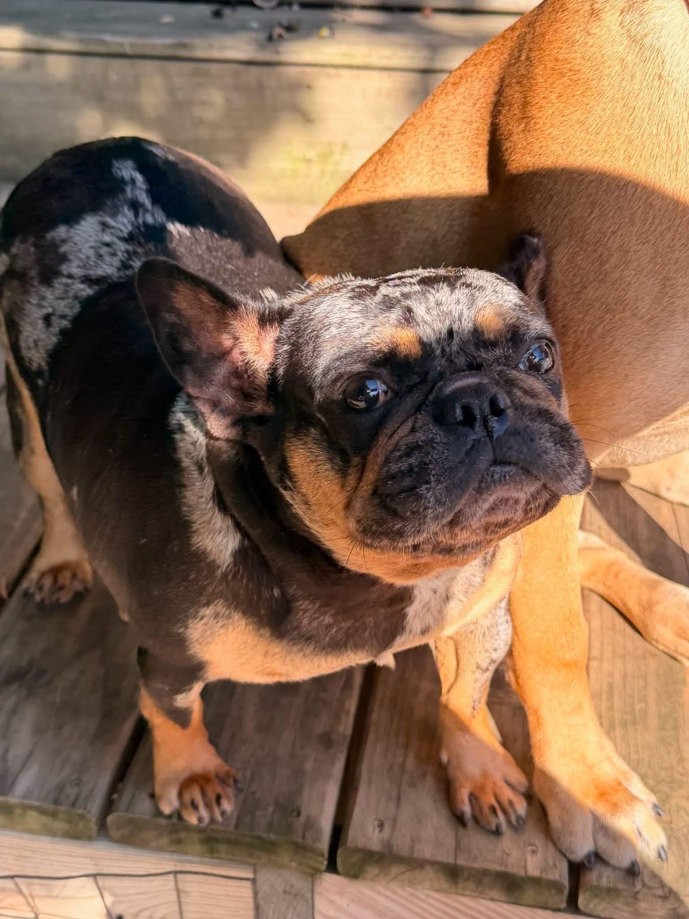 Enlarge Maggie, a Adoptable French Bulldog in North Freedom, WI image 3/3