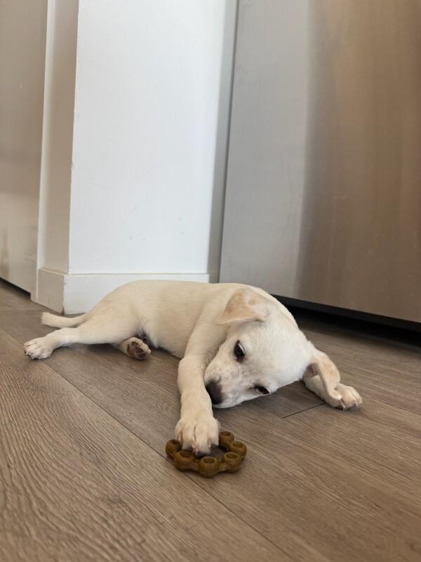 Jett, a Adoptable Chihuahua in Manhattan Beach, CA image 3/6