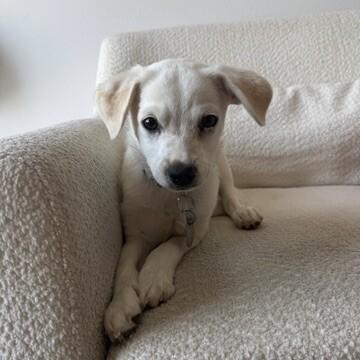 Jett, a Adoptable Chihuahua in Manhattan Beach, CA image 4/6