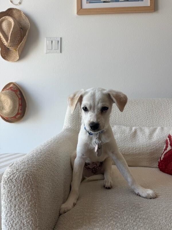 Jett, a Adoptable Chihuahua in Manhattan Beach, CA image 5/6