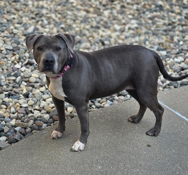 Enlarge Princess Mami, a Adoptable mixed breed in Sioux City, IA image 1/6