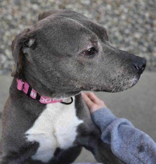Enlarge Princess Mami, a Adoptable mixed breed in Sioux City, IA image 3/6