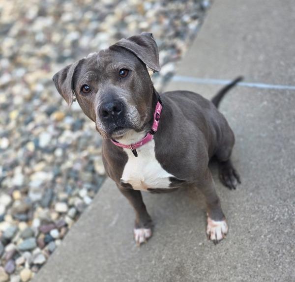 Enlarge Princess Mami, a Adoptable mixed breed in Sioux City, IA image 4/6