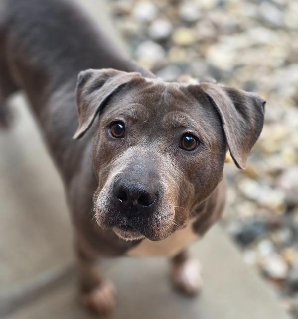 Enlarge Princess Mami, a Adoptable mixed breed in Sioux City, IA image 5/6