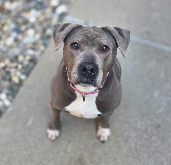 Enlarge Princess Mami, a Adoptable mixed breed in Sioux City, IA image 6/6