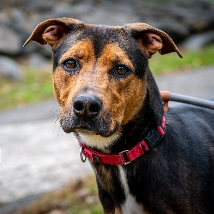 Nellie, a Adoptable Mixed Breed in Bedford, NY image 1/7