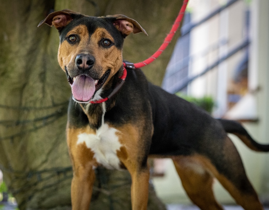 Nellie, a Adoptable Mixed Breed in Bedford, NY image 2/7