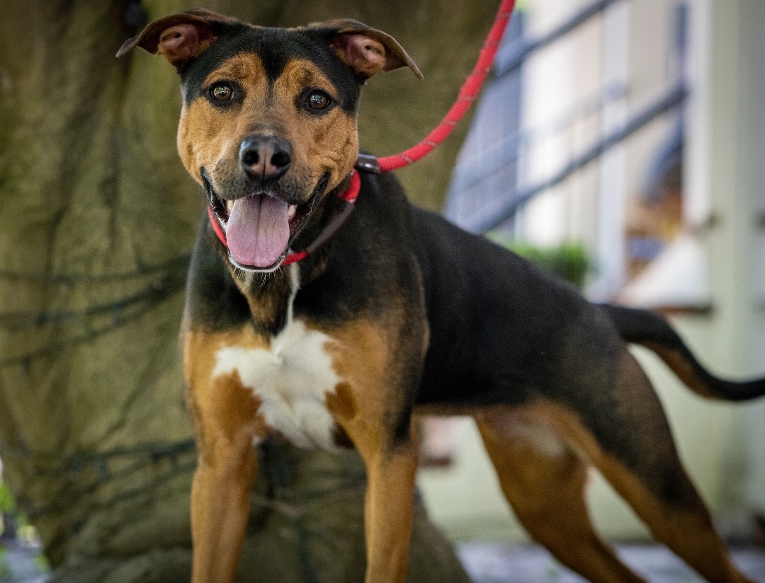 Nellie, a Adoptable Mixed Breed in Bedford, NY image 3/7