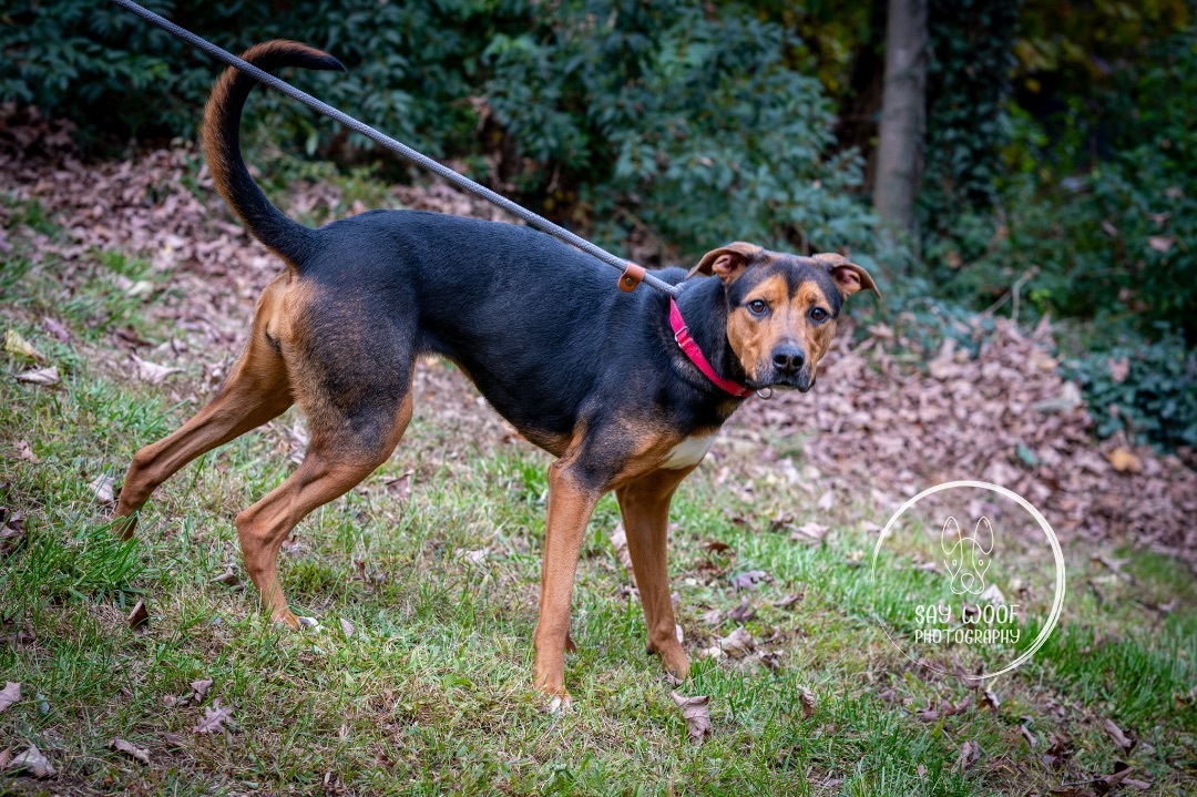 Nellie, a Adoptable Mixed Breed in Bedford, NY image 4/7