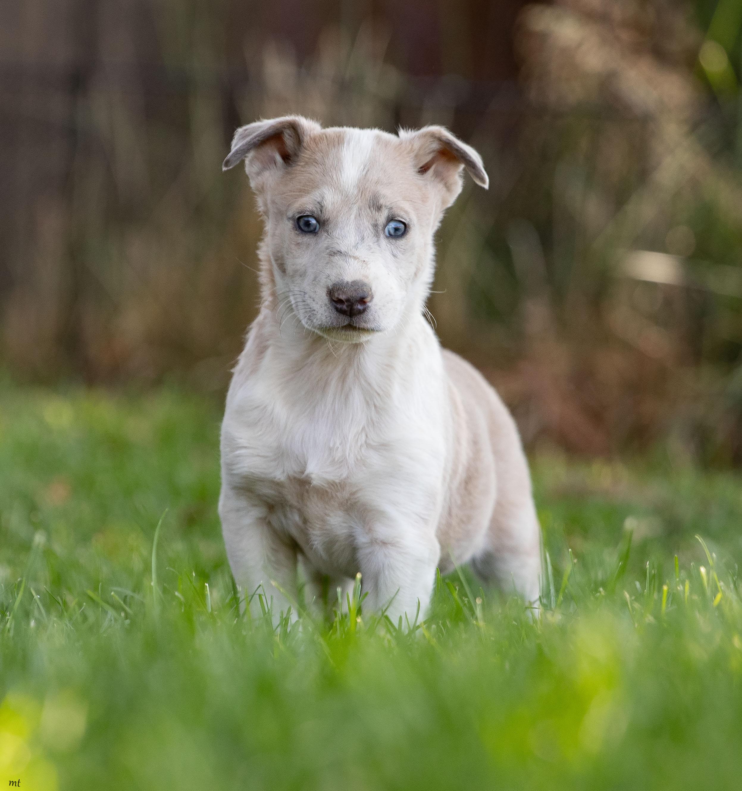 Peanut, a ADOPTABLE mixed breed in Washoe Valley, NV image 2/5