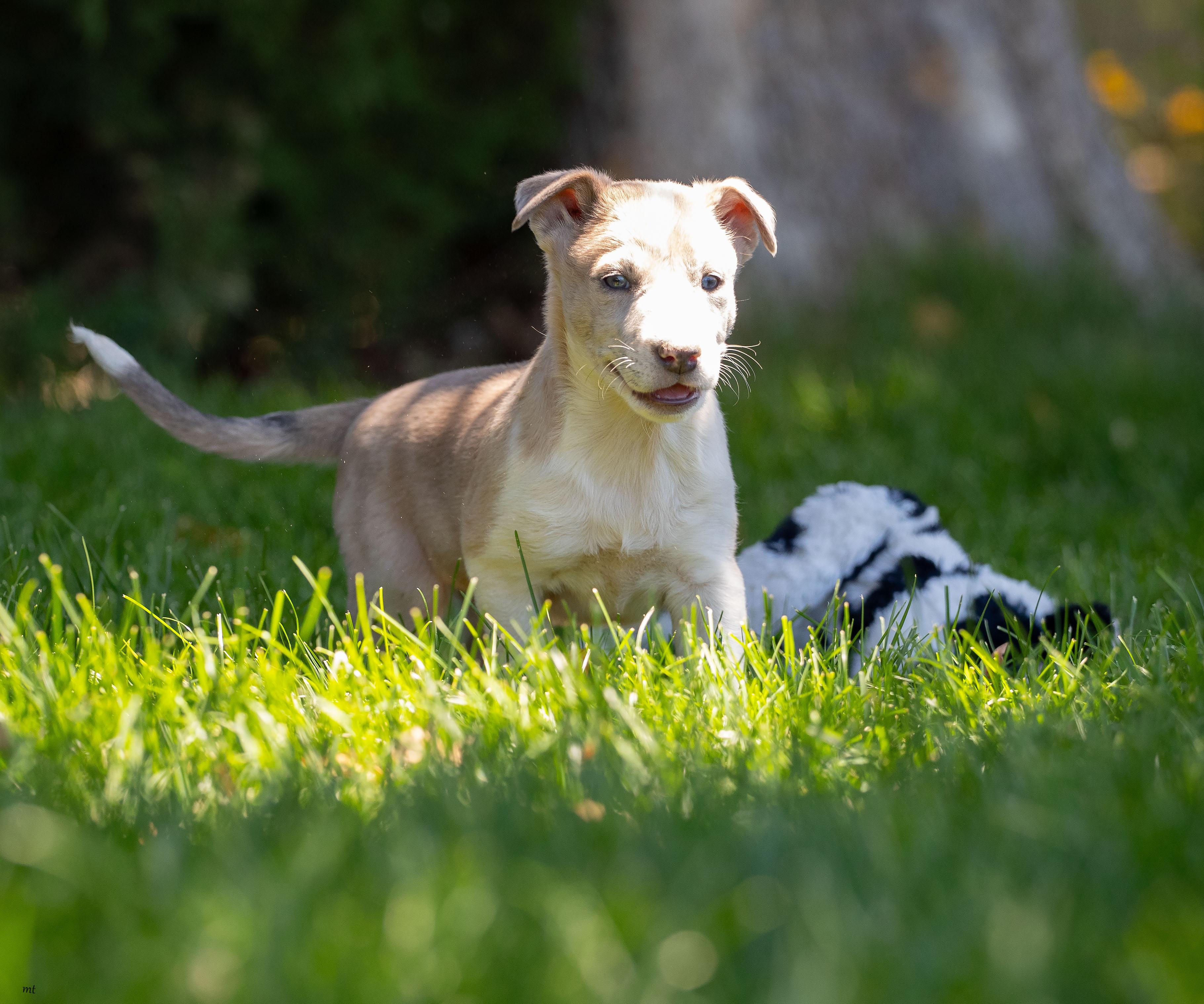 Peanut, a ADOPTABLE mixed breed in Washoe Valley, NV image 3/5