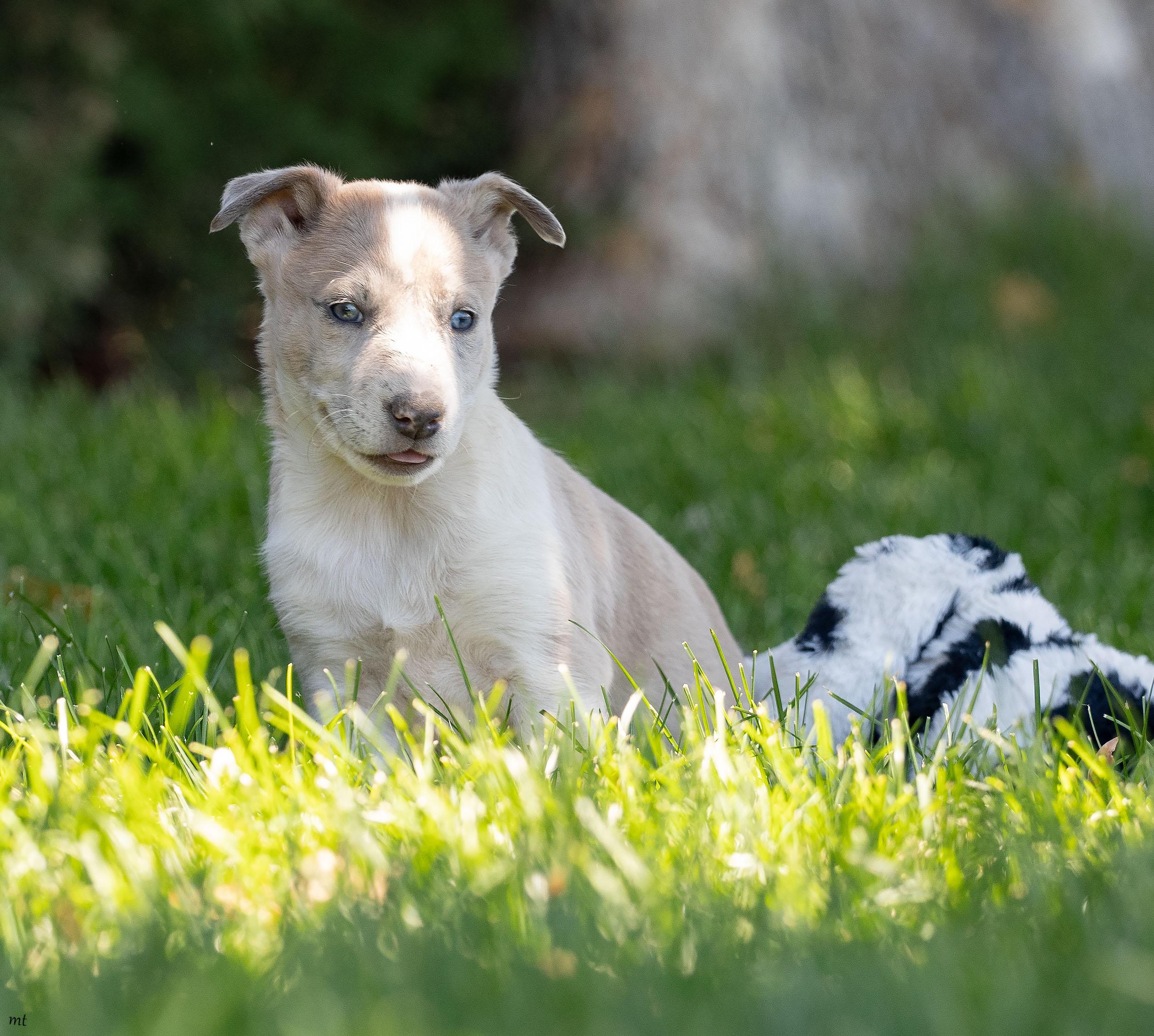 Peanut, a ADOPTABLE mixed breed in Washoe Valley, NV image 1/5