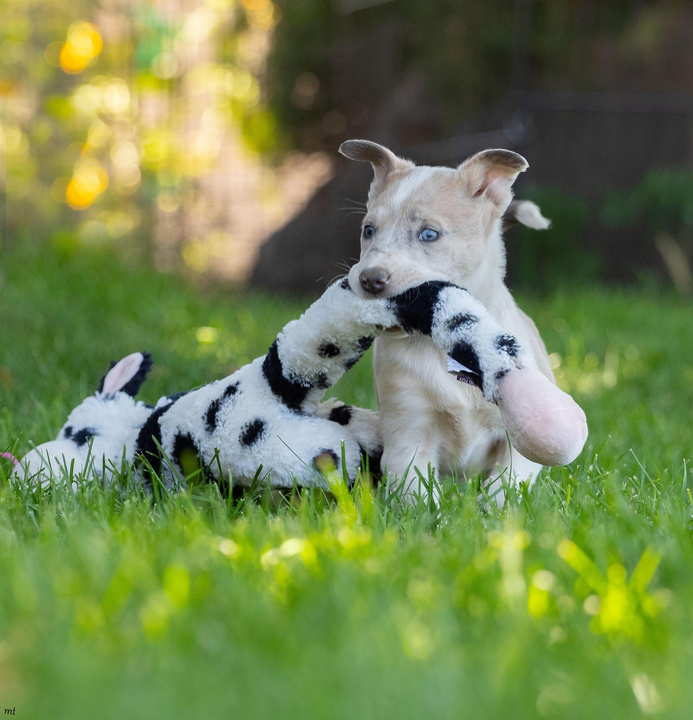 Peanut, a ADOPTABLE mixed breed in Washoe Valley, NV image 5/5