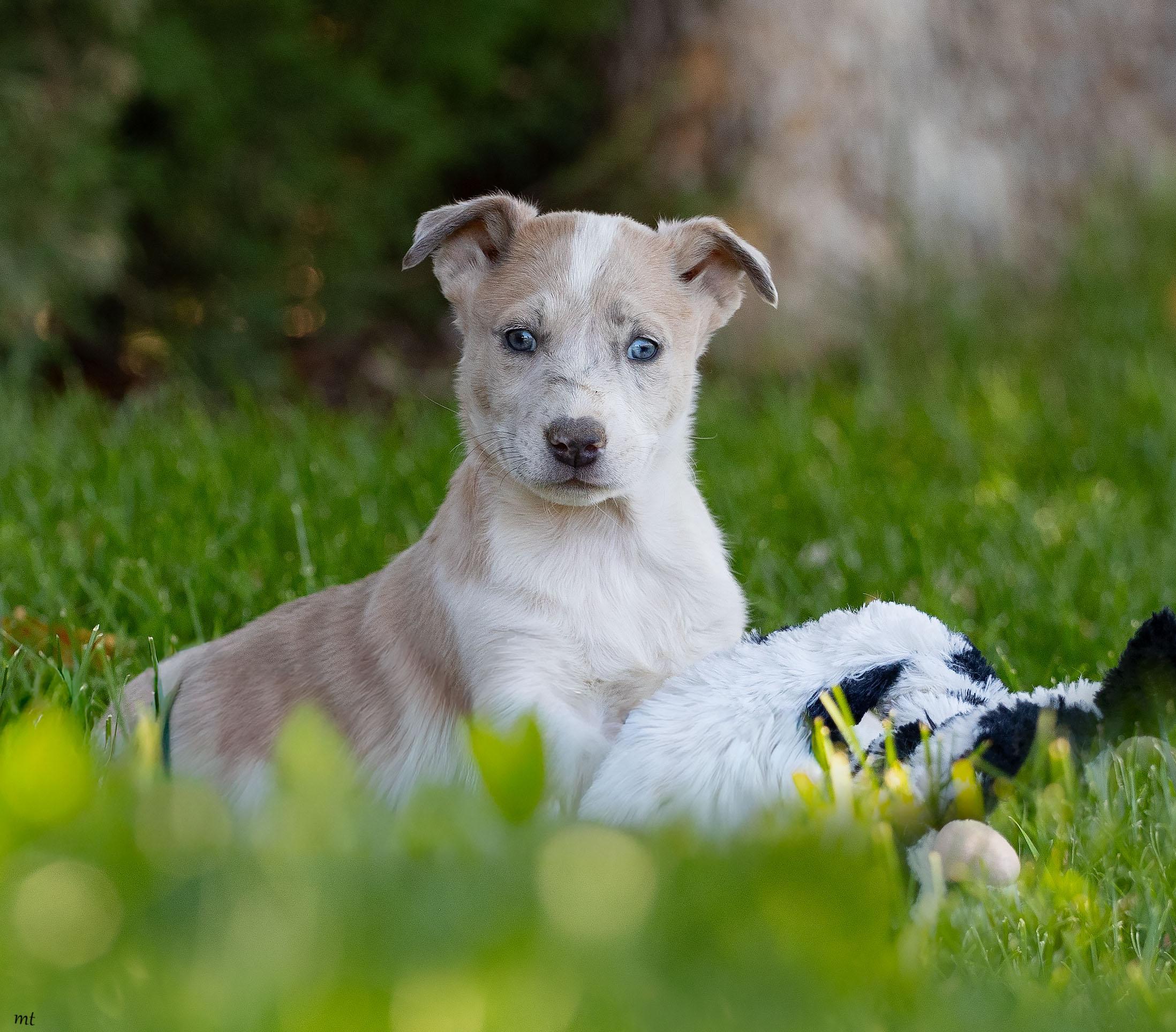 Peanut, a ADOPTABLE mixed breed in Washoe Valley, NV image 4/5