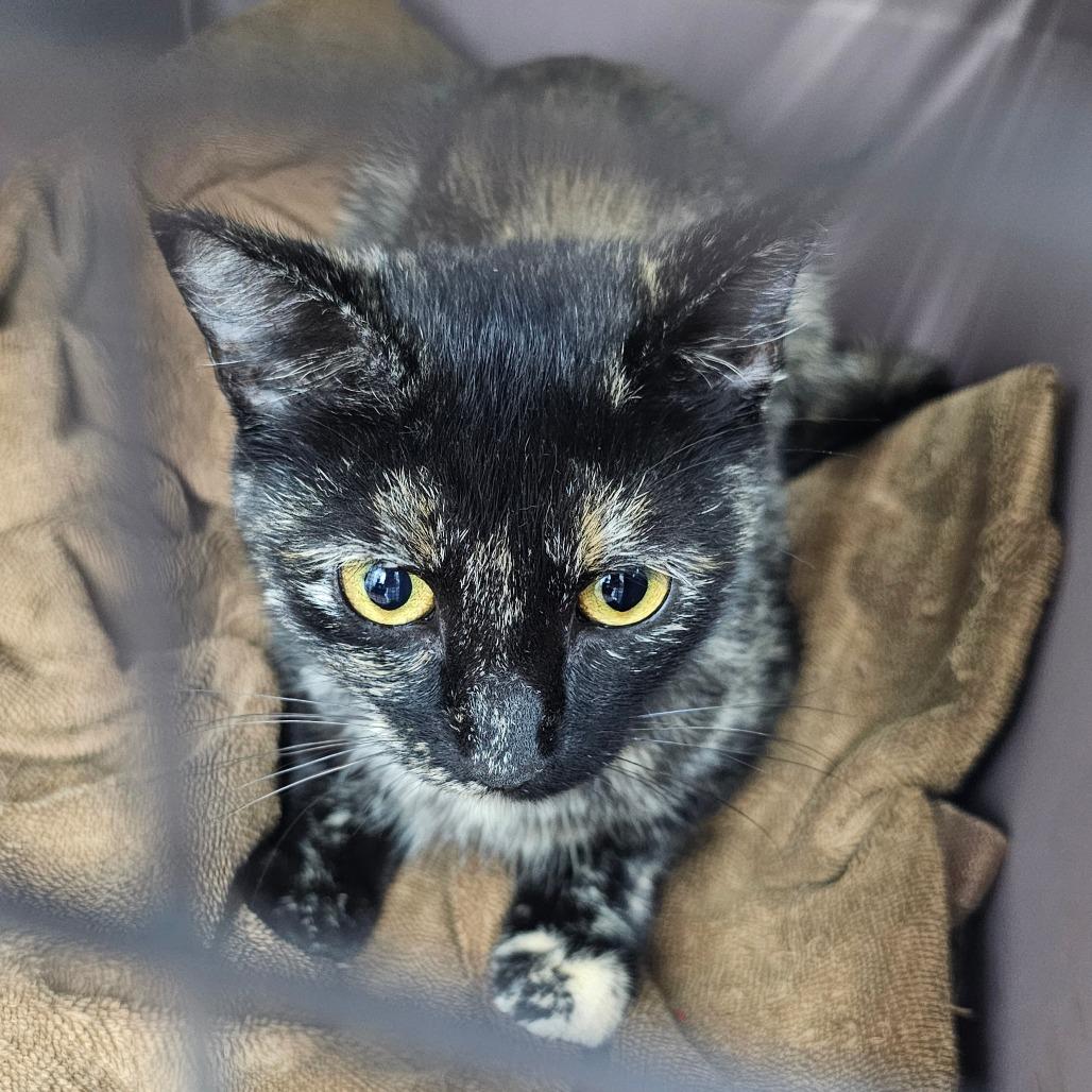 Chelsea, Adoptable, Young Female Domestic Short Hair.