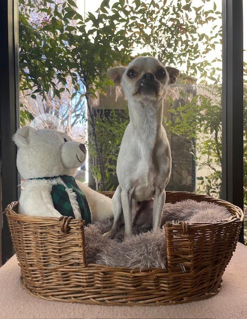 Dinny, Adoptable, Young Male Chihuahua & Boston Terrier.