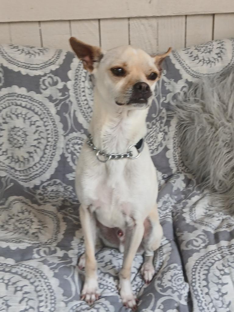 Enlarge Dinny, a Adoptable mixed breed in Fort Worth, TX image 3/6