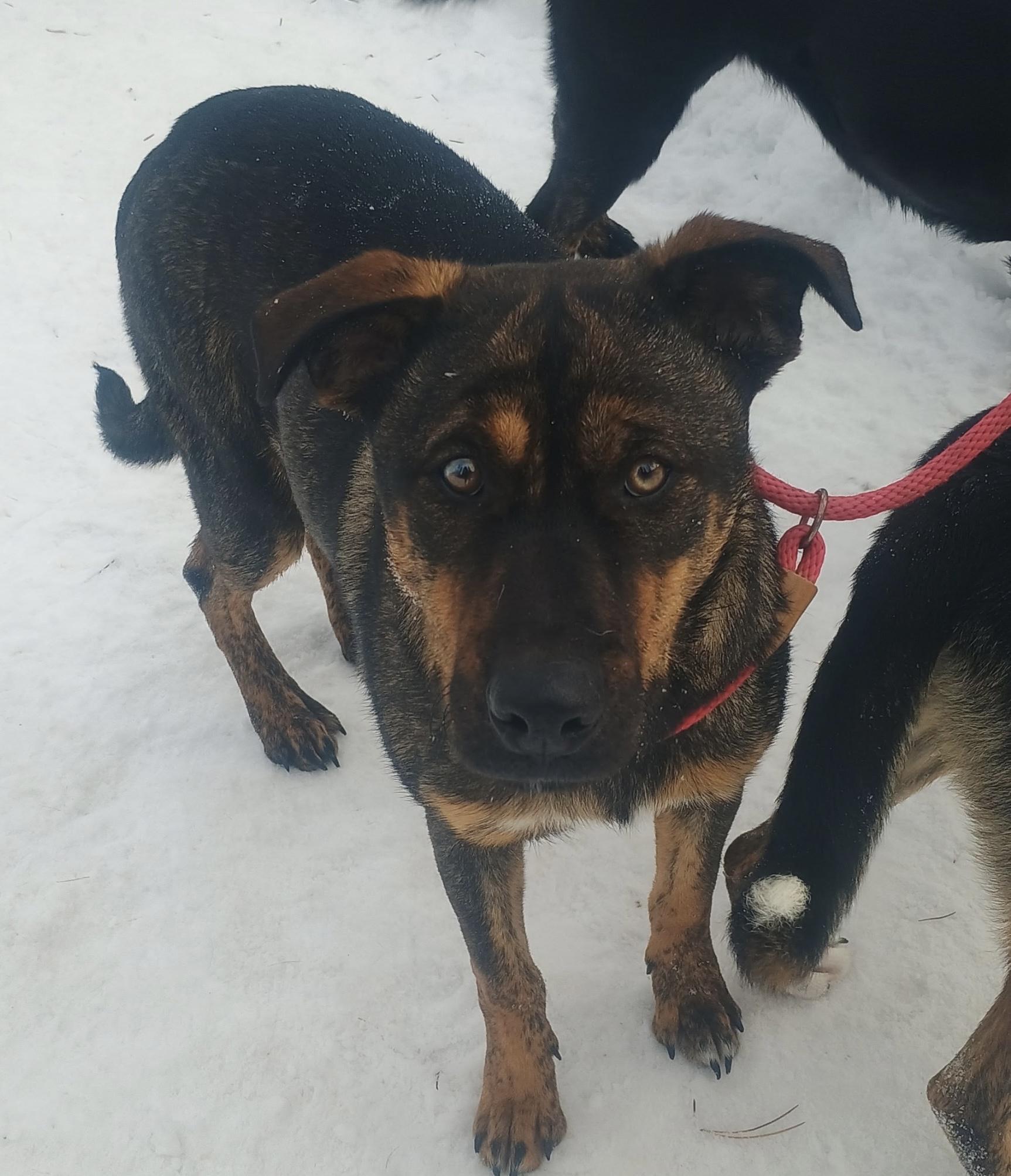Bruce, Baby Male German Shepherd Dog