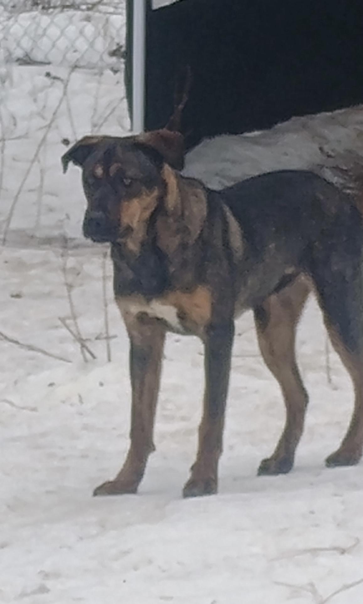 Bruce, a Adoptable mixed breed in Superior, MT image 2/4