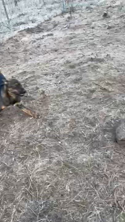 Enlarge Bruce, a Adoptable mixed breed in Superior, MT video 3/4